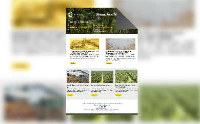 RBD Palm Olein Market Update - 01 August 2025