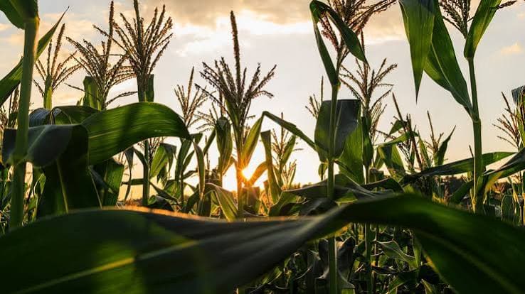 옥수수 전분: 미국 농작물 수분 완료 — USDA 26주차 결과 및 의미